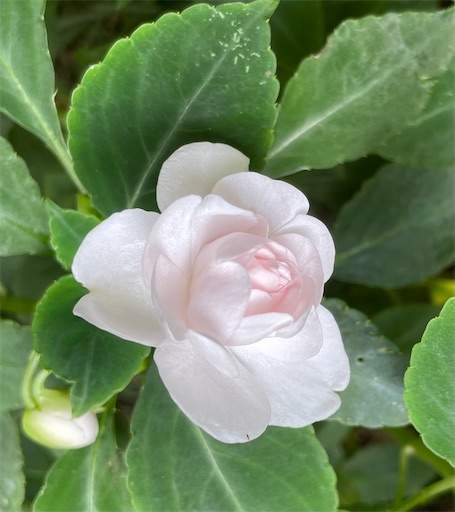 f:id:AIaoko:20210818102645j:image