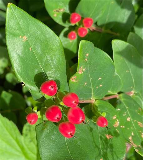 f:id:AIaoko:20210818104532j:image