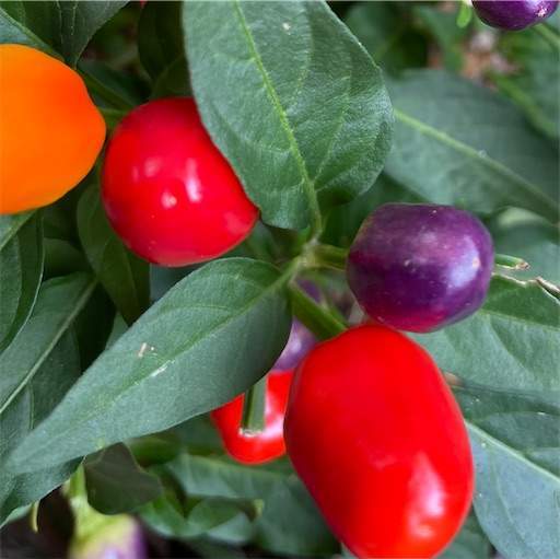 f:id:AIaoko:20211122135642j:image