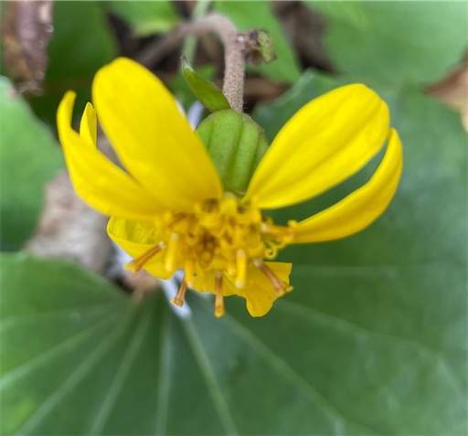 f:id:AIaoko:20220215105736j:image f:id:AIaoko:20220215105736j:image