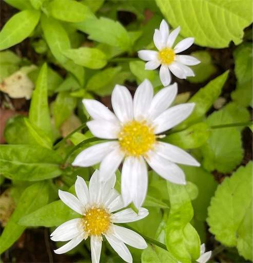 f:id:AIaoko:20220503063159j:image