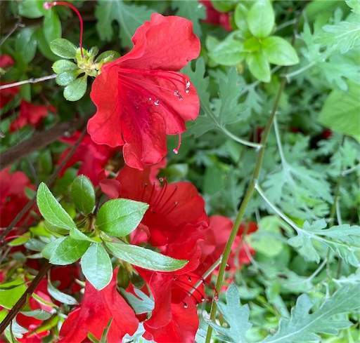 f:id:AIaoko:20220503114122j:image