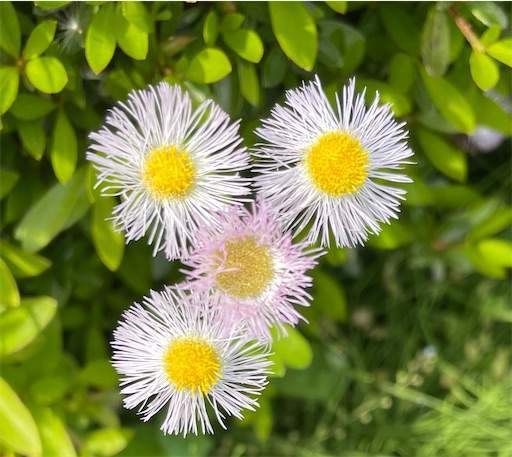 f:id:AIaoko:20220508133125j:image