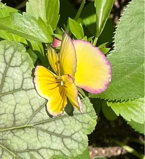 f:id:AIaoko:20220520074858j:image