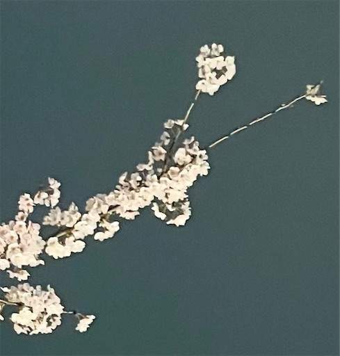 f:id:AIaoko:20220521122406j:image f:id:AIaoko:20220521122406j:image