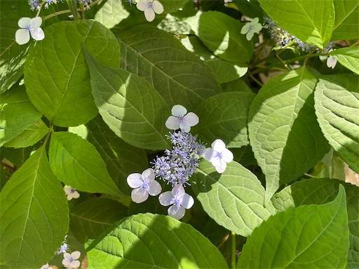 f:id:AIaoko:20220528171644j:image f:id:AIaoko:20220528171644j:image