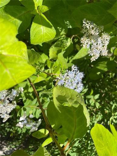 f:id:AIaoko:20220611152451j:image f:id:AIaoko:20220611152451j:image