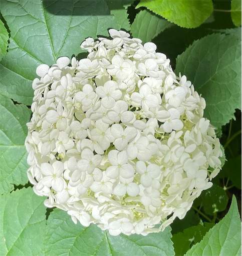 f:id:AIaoko:20220614081023j:image f:id:AIaoko:20220614081023j:image