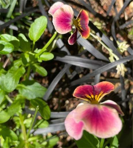 f:id:AIaoko:20220615094025j:image