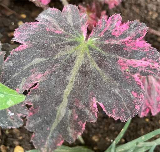 ELLE ドイツオレンジ c/w Love Life ELLE ドイツオレンジ c/w Love Life ELLE ONLINE 20th