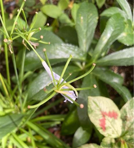 f:id:AIaoko:20220720161811j:image f:id:AIaoko:20220720161811j:image