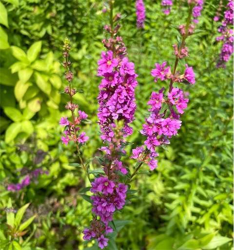 名曲【Lynyrd Skynyrd 】Sweet Home Alabama 「スウィート・ホーム