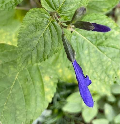 f:id:AIaoko:20230120100715j:image f:id:AIaoko:20230120100715j:image