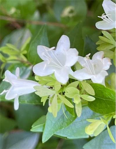 f:id:AIaoko:20230123130554j:image f:id:AIaoko:20230123130554j:image