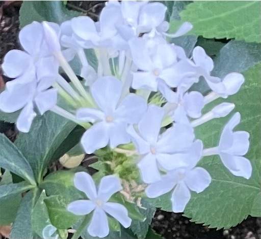 f:id:AIaoko:20230123151156j:image