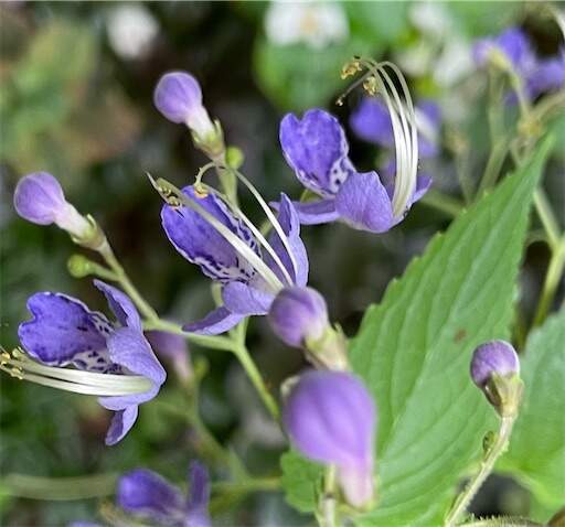 f:id:AIaoko:20230207192002j:image