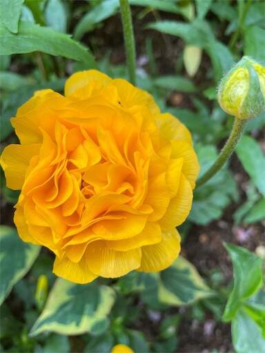 f:id:AIaoko:20230423110219j:image