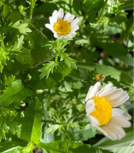 f:id:AIaoko:20230423121807j:image