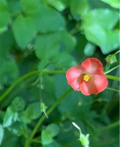 f:id:AIaoko:20230506135226j:image f:id:AIaoko:20230506135226j:image