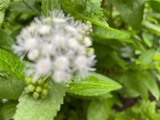 f:id:AIaoko:20231030174136j:image