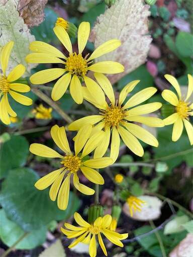 f:id:AIaoko:20231106174622j:image f:id:AIaoko:20231106174622j:image