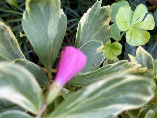 f:id:AIaoko:20231123150818j:image