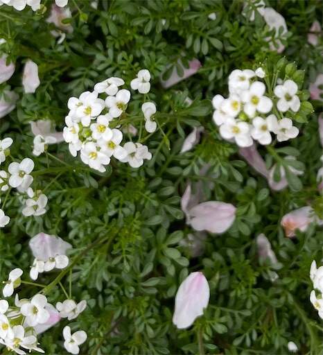 f:id:AIaoko:20240121044649j:image f:id:AIaoko:20240121044649j:image