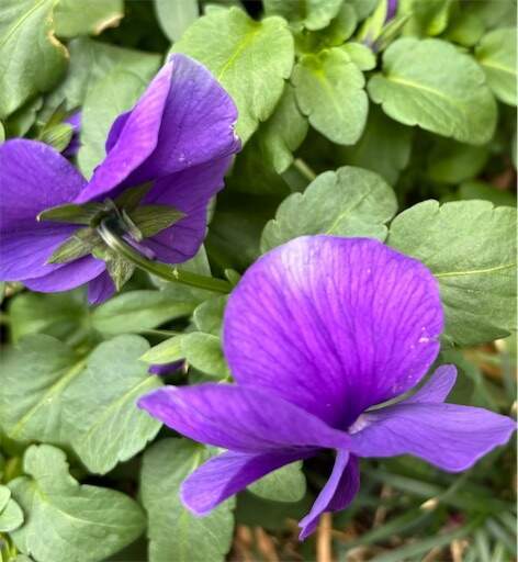 f:id:AIaoko:20240211133241j:image