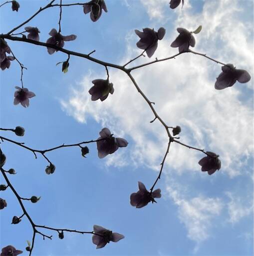 f:id:AIaoko:20241211090750j:image