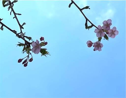 f:id:AIaoko:20250102152422j:image