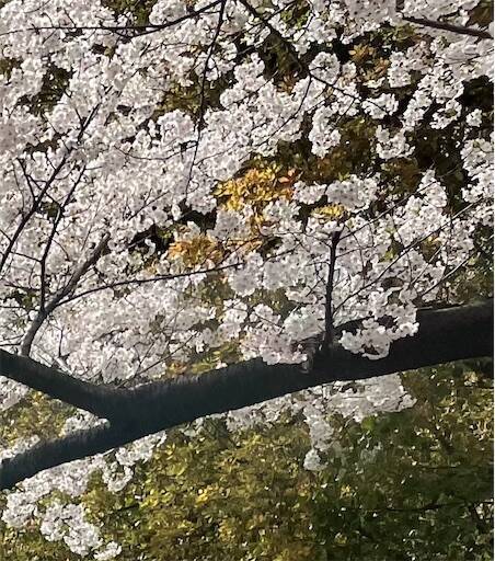 f:id:AIaoko:20250520185031j:image