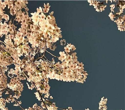f:id:AIaoko:20260405094147j:image f:id:AIaoko:20260405094147j:image
