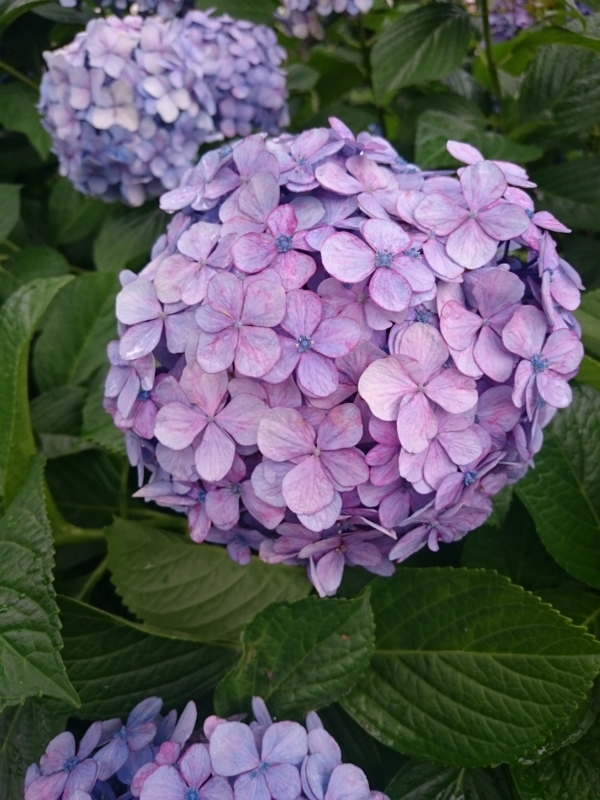 f:id:AJMC:20160628152431j:plain f:id:AJMC:20160628152431j:plain