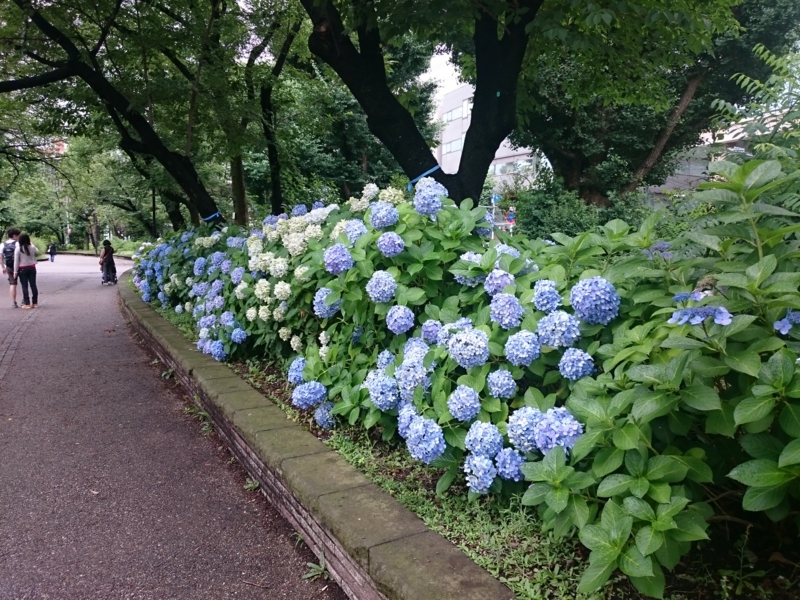 f:id:AJMC:20160628152554j:plain f:id:AJMC:20160628152554j:plain