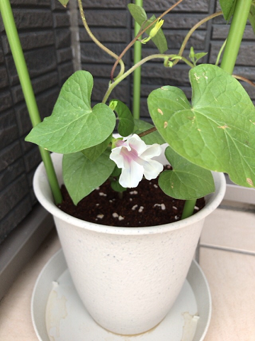 アサガオの花