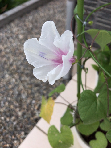 f:id:AJYA:20191121055406p:plain アサガオの花