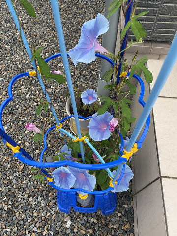 自宅で育てているアサガオ