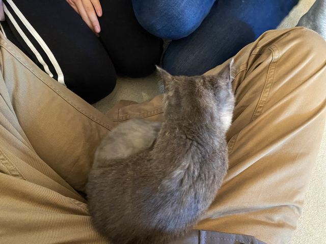 猫