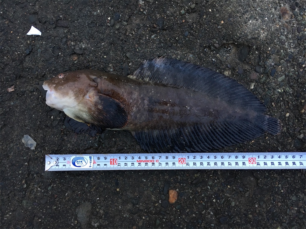 f:id:AKAMIMI:20161204222247j:image f:id:AKAMIMI:20161204222247j:image