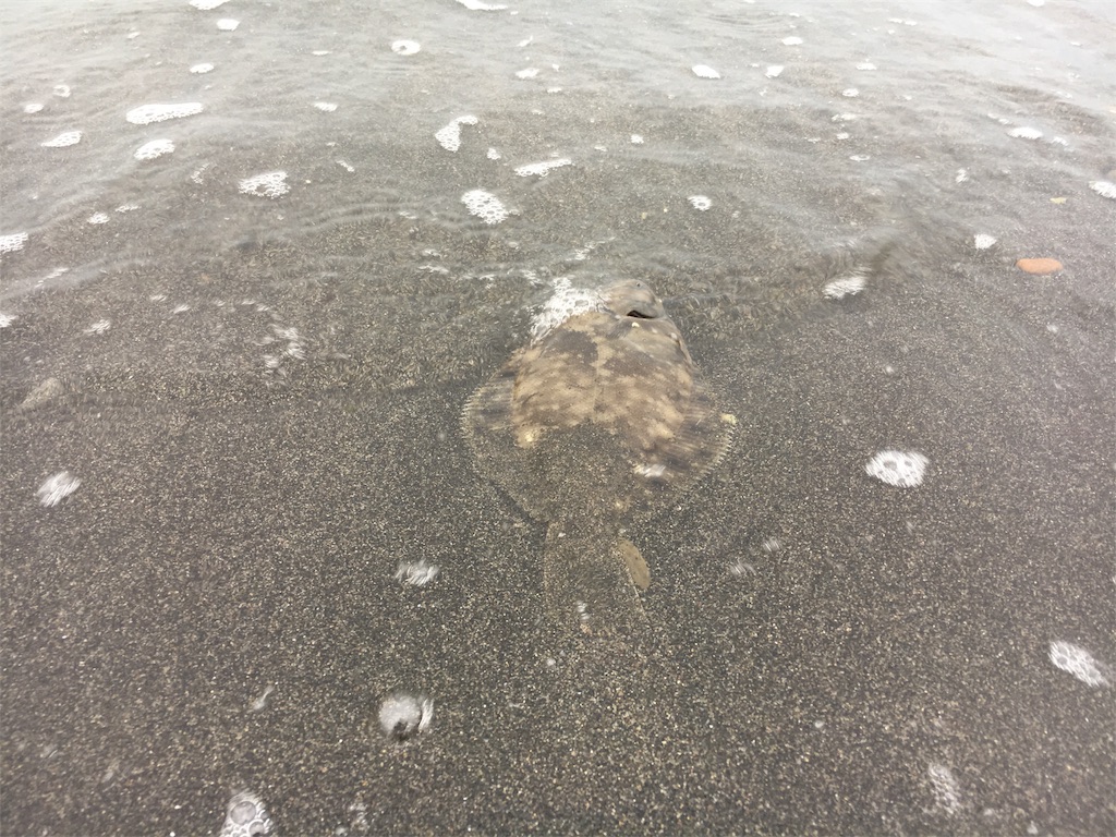 f:id:AKAMIMI:20170805201718j:image f:id:AKAMIMI:20170805201718j:image