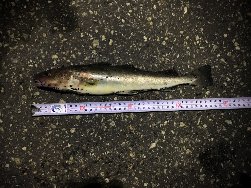 f:id:AKAMIMI:20171019073345j:image f:id:AKAMIMI:20171019073345j:image