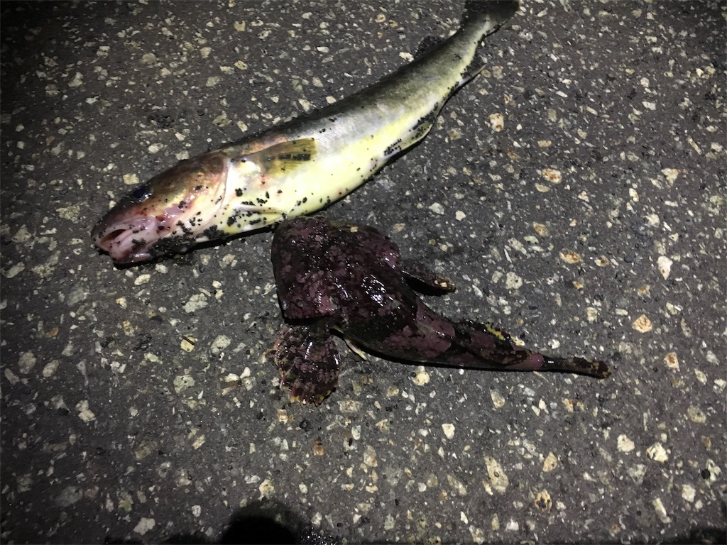 f:id:AKAMIMI:20171019074237j:image f:id:AKAMIMI:20171019074237j:image