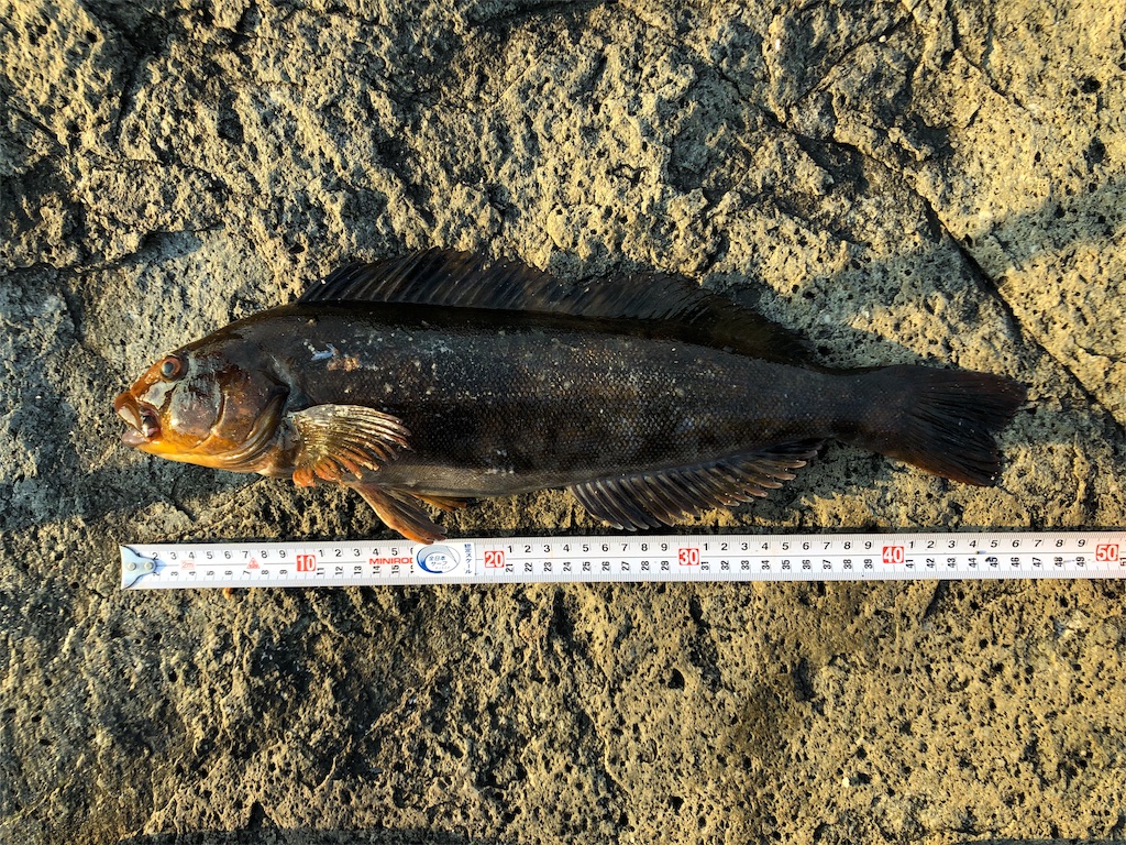 f:id:AKAMIMI:20190429165025j:image