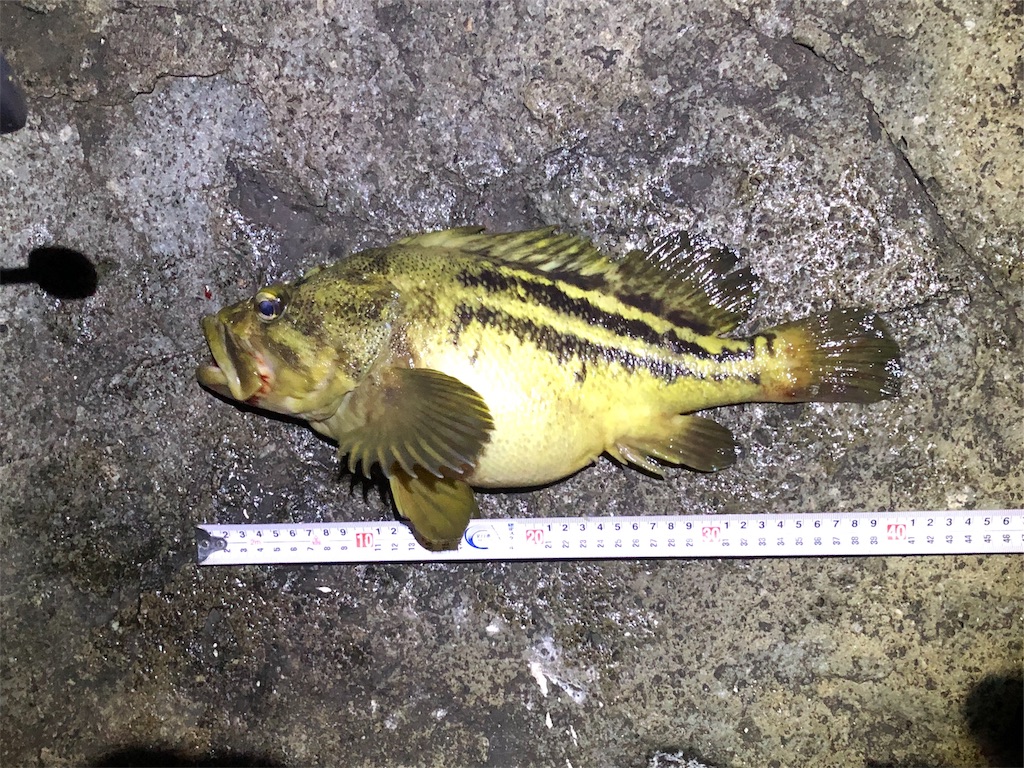 f:id:AKAMIMI:20190429172541j:image