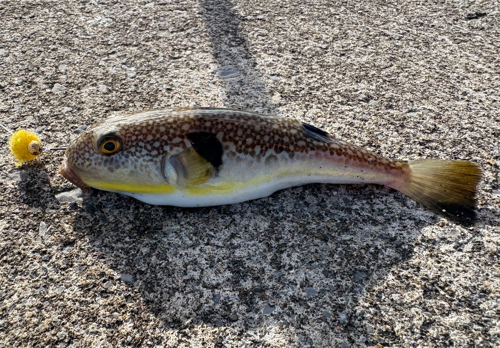 田村釣具　河豚 フグ(河豚)を食す - AKAMIMI's fishing diary
