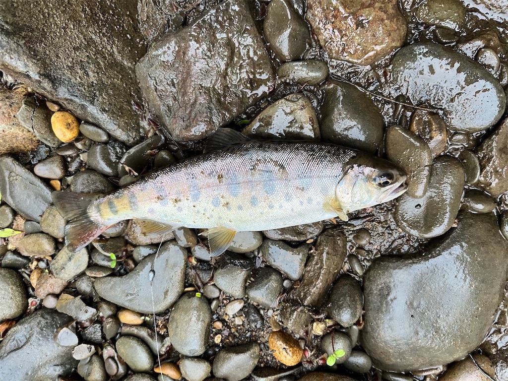 逃がした魚は大きい？真駒内川で答え合わせ - AKAMIMI's fishing diary