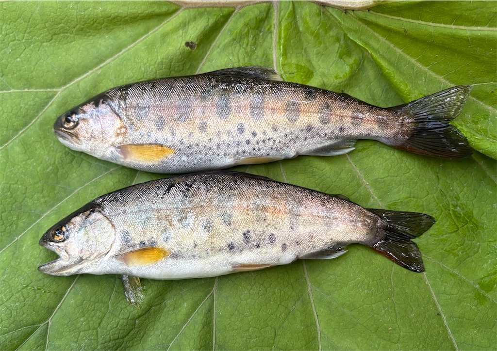 逃がした魚は大きい？真駒内川で答え合わせ - AKAMIMI's fishing diary