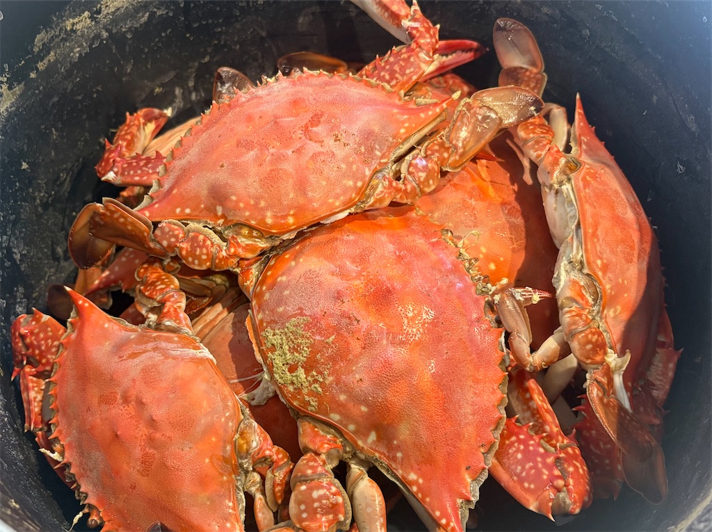 大好評につき再出撃！石狩でガザミのおかわり釣行 - AKAMIMI's fishing