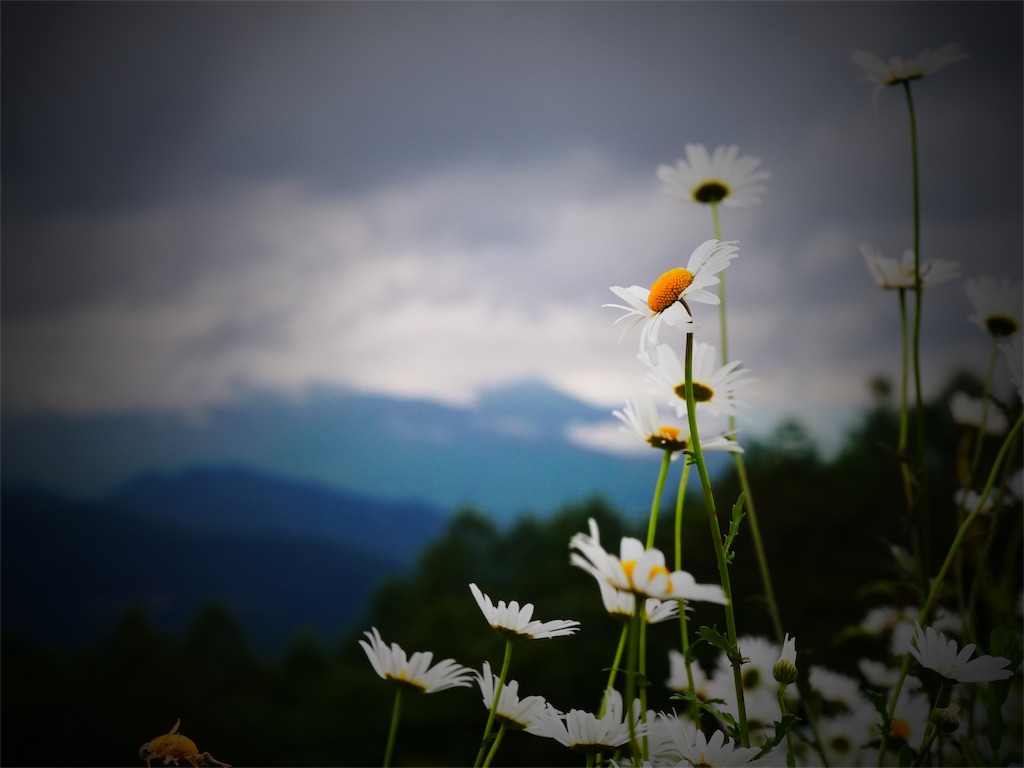 f:id:AKARI_PAPA:20190707081949j:image