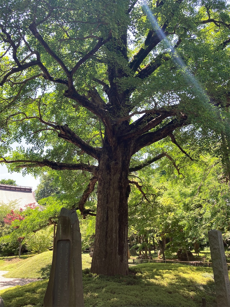 f:id:AKARI_PAPA:20200517121332j:image